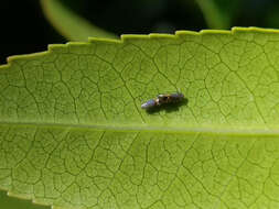 Image de Coptodisca arbutiella Busck 1904