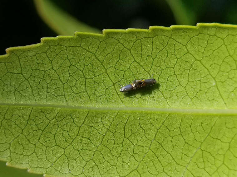 Image de Coptodisca arbutiella Busck 1904