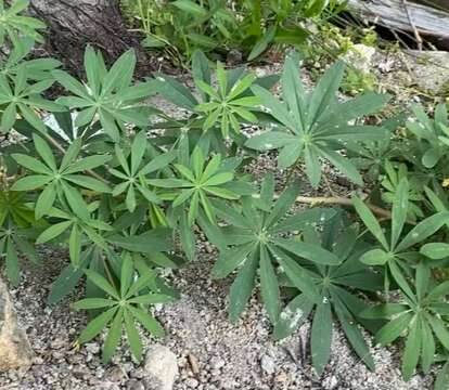 Image of broadleaf lupine