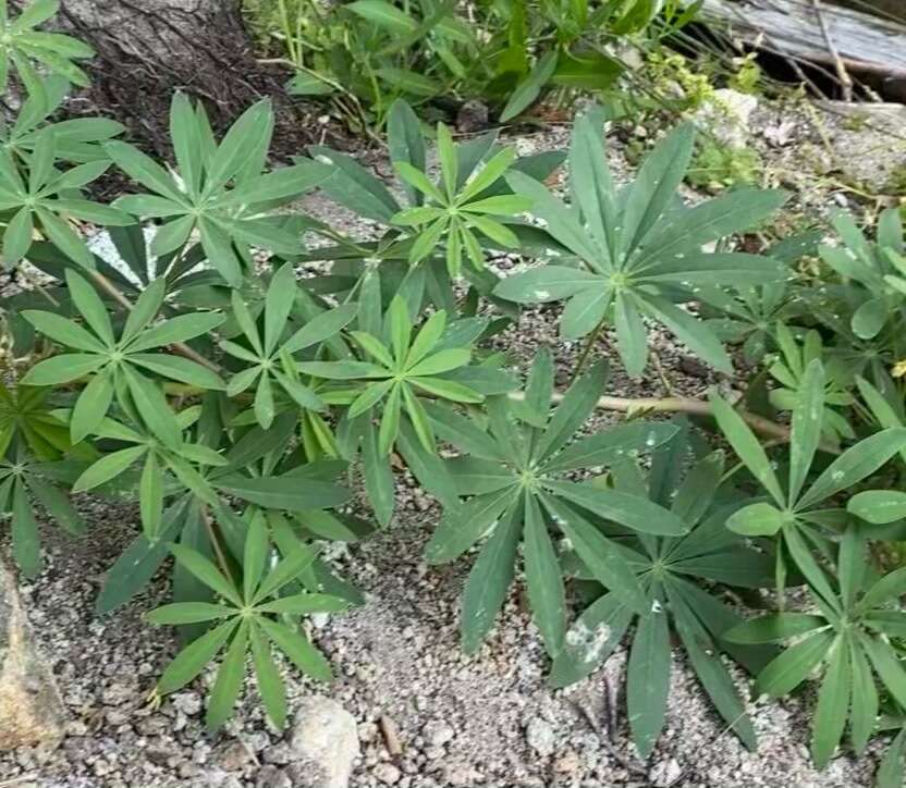 Sivun Lupinus latifolius subsp. parishii (C. P. Sm.) P. Kenney & D. B. Dunn kuva