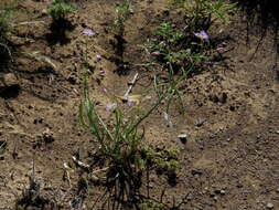 Image of Heliophila trifurca Burch. ex DC.