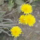 Image of Leontodon biscutellifolius DC.