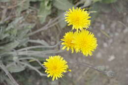 Image of Leontodon biscutellifolius DC.