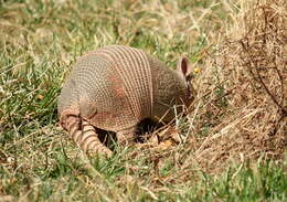 Image of long-nosed armadillos