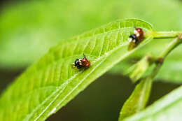 Imagem de Poppea capricornis Fowler