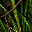 Sivun Carex forsteri Wahlenb. kuva
