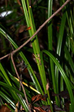 Слика од Carex forsteri Wahlenb.