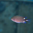 Chromis trialpha Allen & Randall 1980 resmi