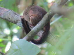 Image of Lesser Treeshrew