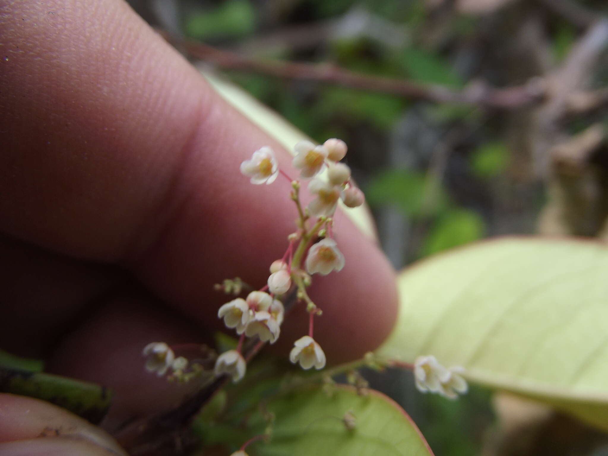 Image de Phyllanthus tequilensis B. L. Rob. & Greenm.