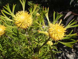 Imagem de Isopogon anemonifolius (Salisb.) Knight