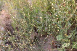 Image of bushy knotweed