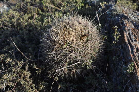 Image of Gymnocalycium reductum (Link) Pfeiff. ex Mittler