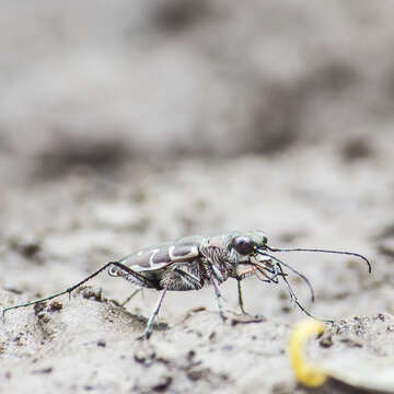 صورة Cicindela (Calomera) angulata Fabricius 1798