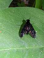 Image of Chrysopilus connexus Johnson 1912