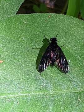 Image of Chrysopilus connexus Johnson 1912