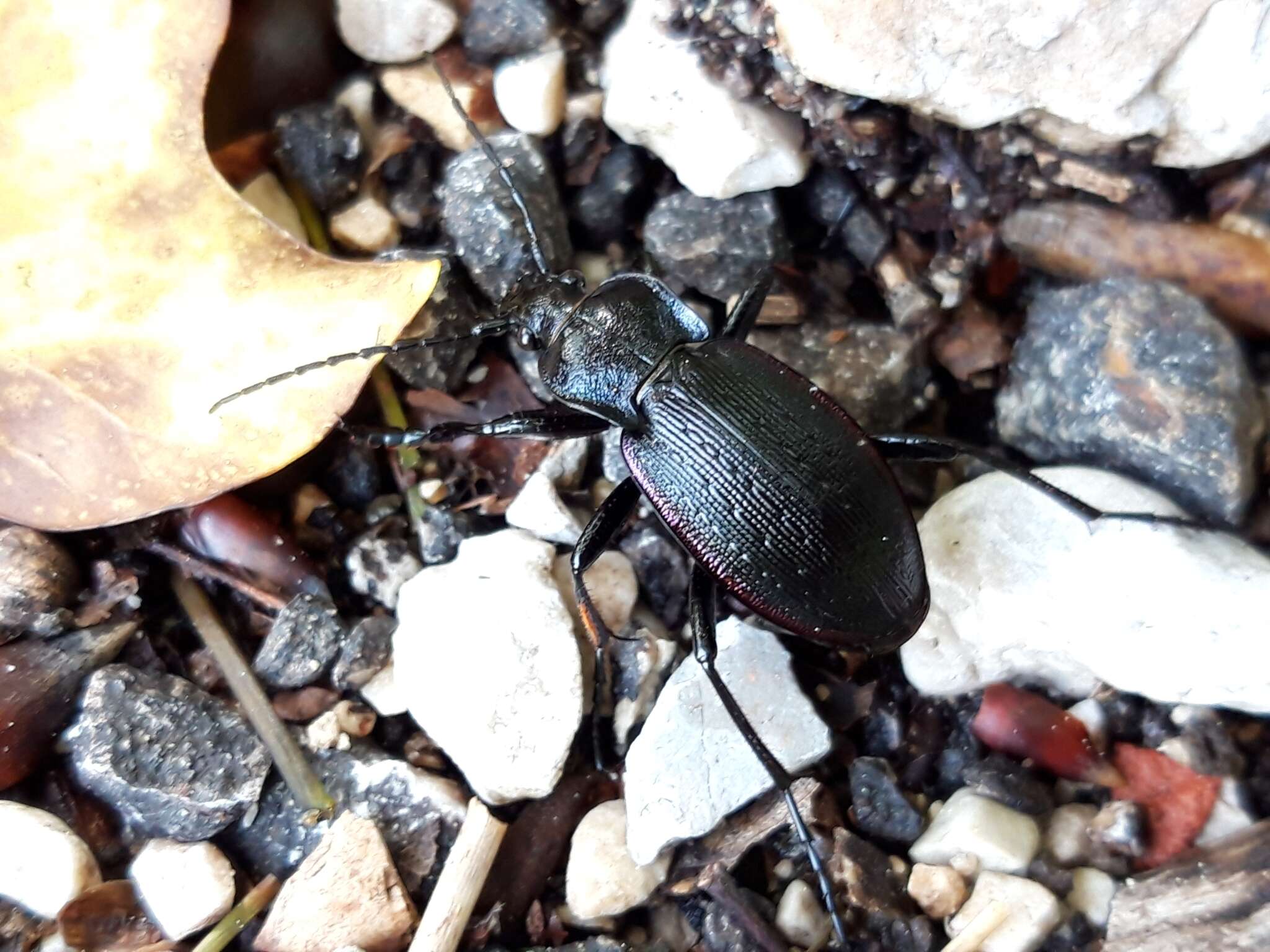 Image of Carabus (Eucarabus) catenulatus Scopoli 1763