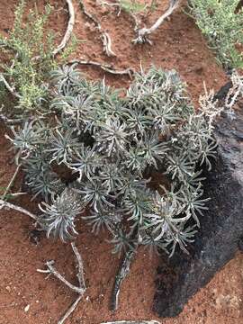 Euphorbia braunsii N. E. Br. resmi