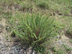 صورة Artemisia chamaemelifolia Vill.