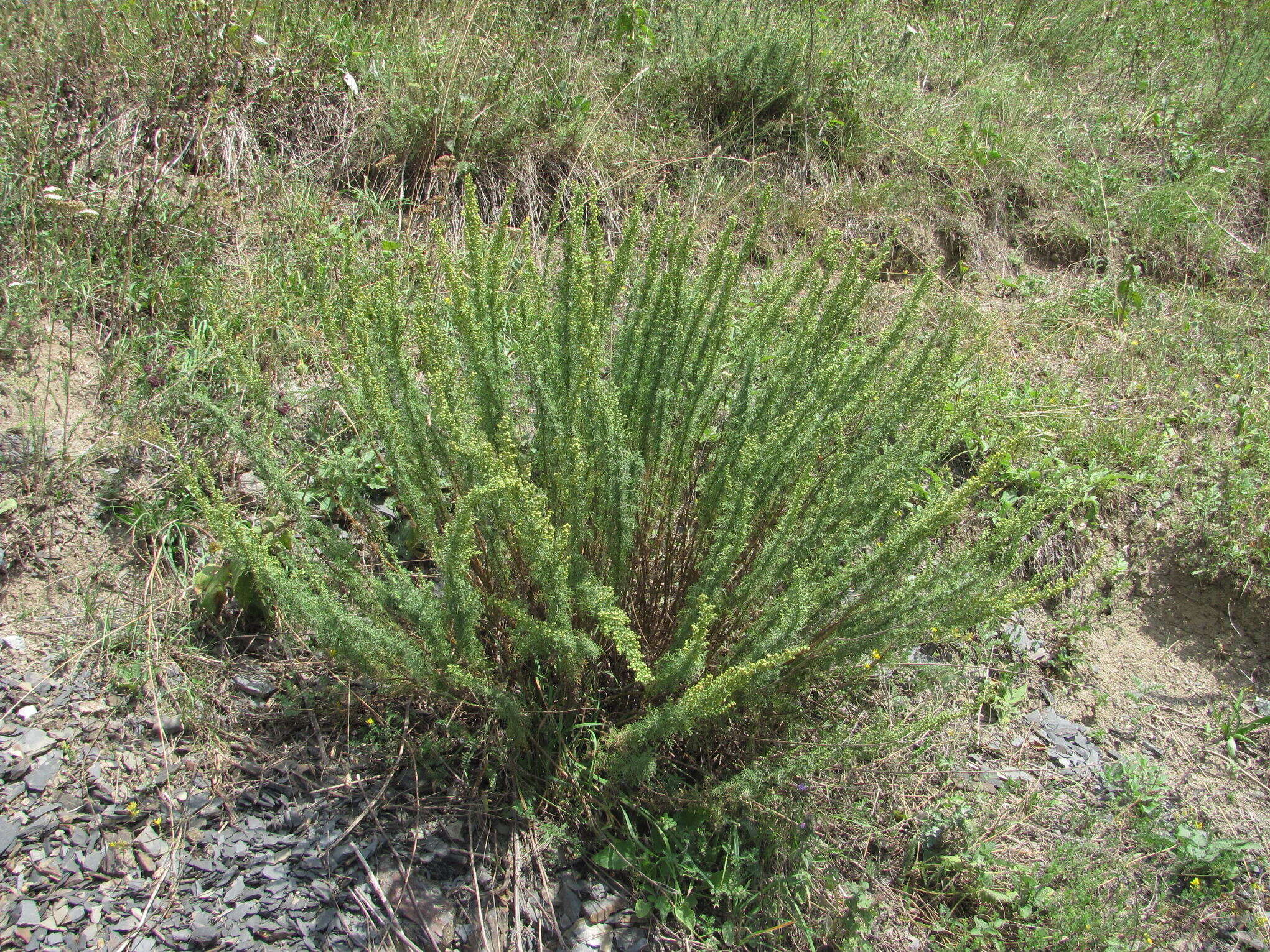 صورة Artemisia chamaemelifolia Vill.