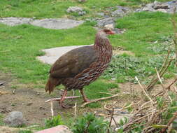 Image of Jackson's Francolin