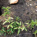 Image of Searsia rosmarinifolia (Vahl) F. A. Barkley