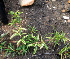 Image of Searsia rosmarinifolia (Vahl) F. A. Barkley