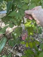 Image of Bauhinia jenningsii P. Wilson