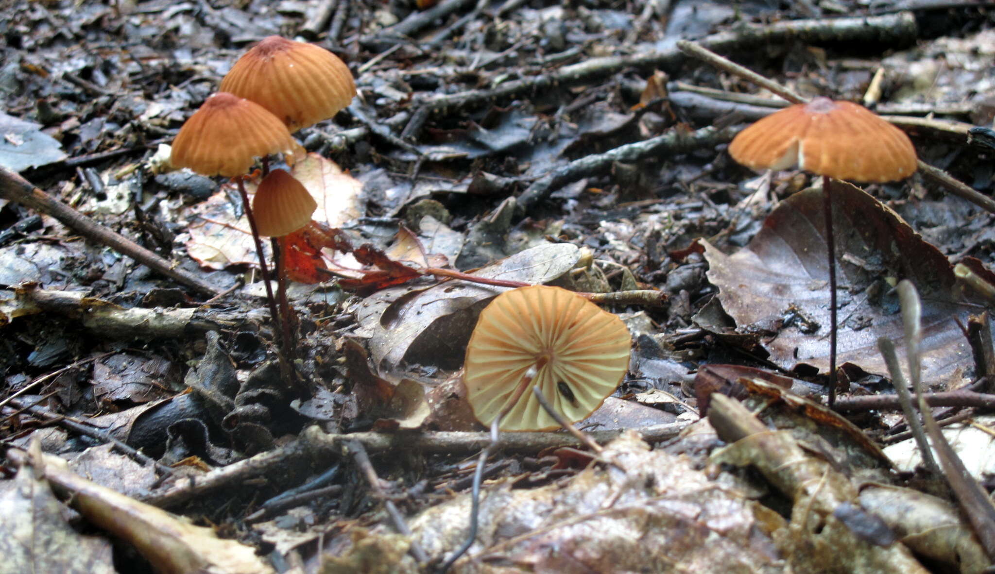 Image of Marasmius fulvoferrugineus Gilliam 1976