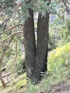 Image of Arizona Cypress