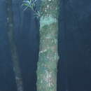 Image of Podocarpus fasciculus de Laub.