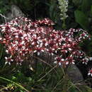 Image of Micranthes melaleuca (Fischer) Losinsk.