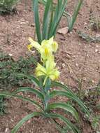 Image of Iris caucasica Hoffm.