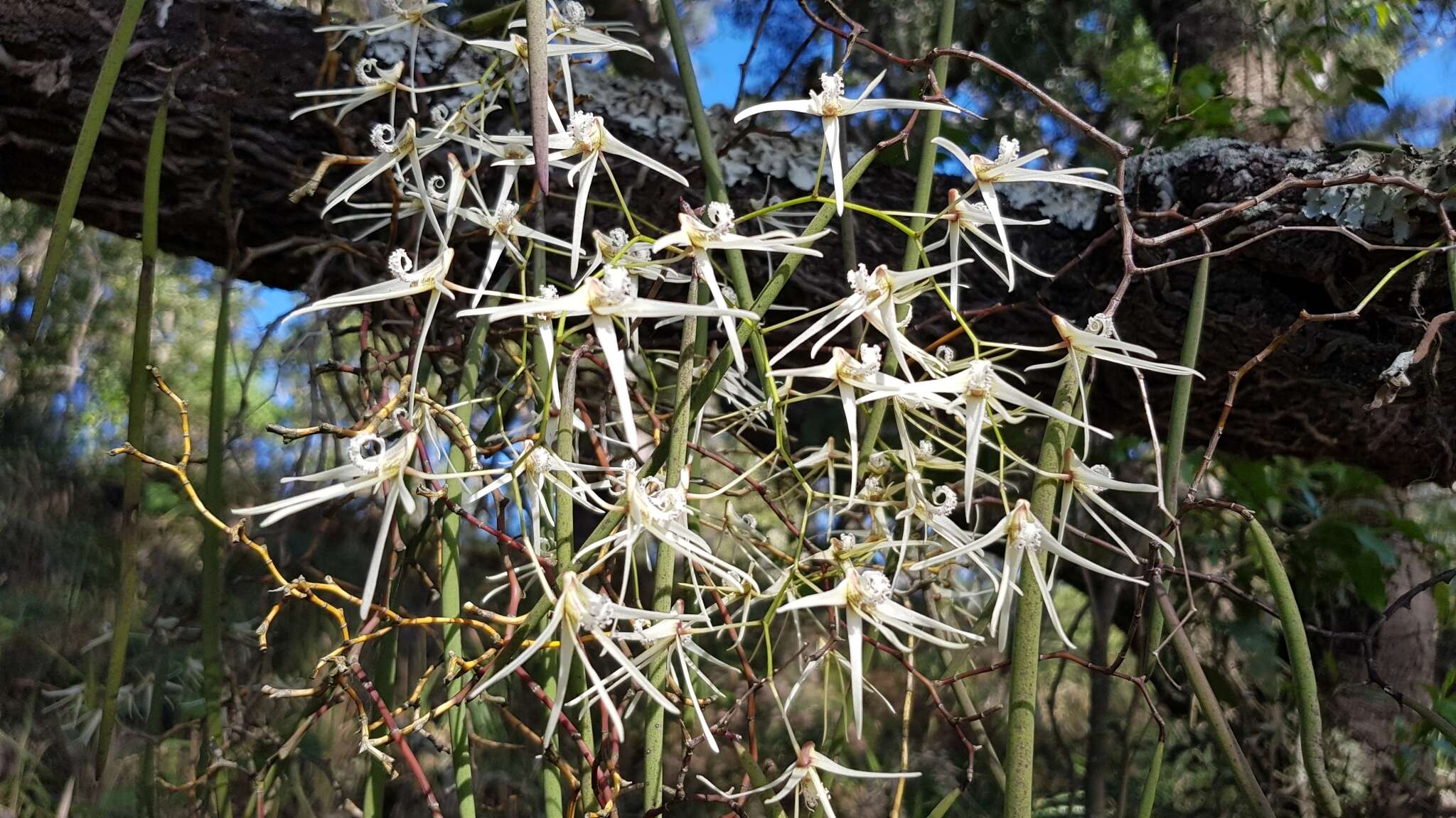 Dendrobium teretifolium R. Br. resmi