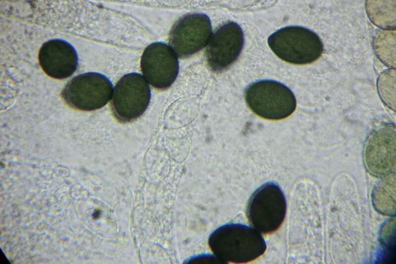 Image of Schizothecium miniglutinans (J. H. Mirza & Cain) N. Lundq. 1972