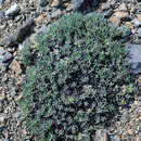 Image of rockjasmine buckwheat