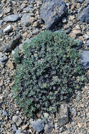 Image of rockjasmine buckwheat