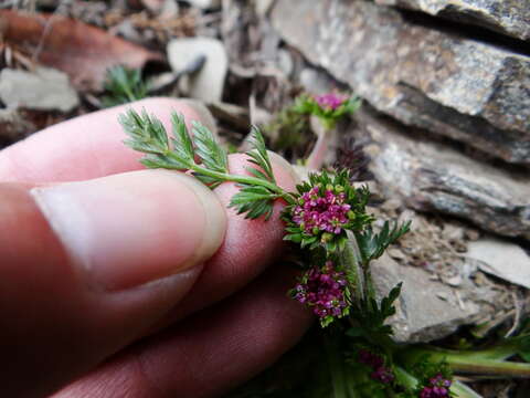 Chaerophyllum taiwanianum (Masam.) K. F. Chung resmi