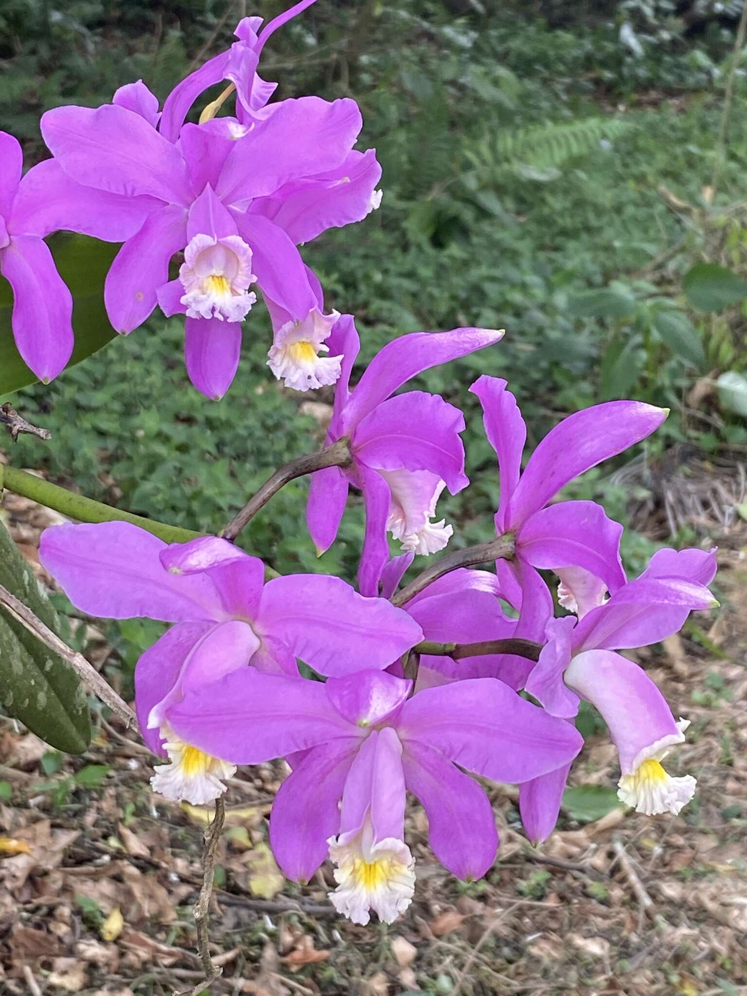 Image of Harrison's Cattleya