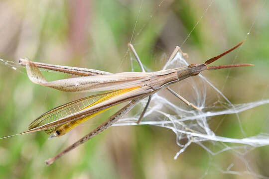 Image of Cannula gracilis (Burmeister & H. 1838)