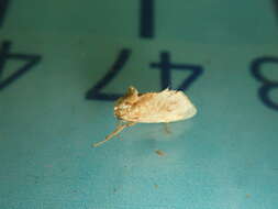 Image of Beutenmueller's Slug Moth