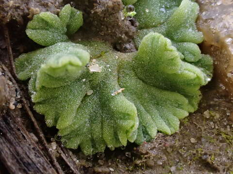 Image of Riccia glauca L.