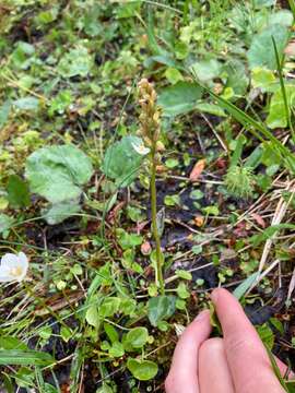 Plancia ëd Dactylorhiza viridis var. viridis