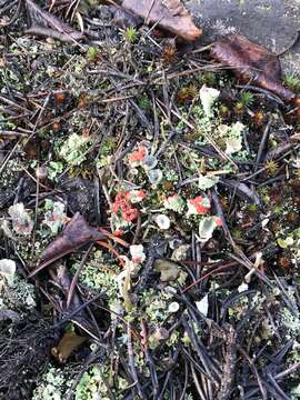 Image of boreal cup lichen