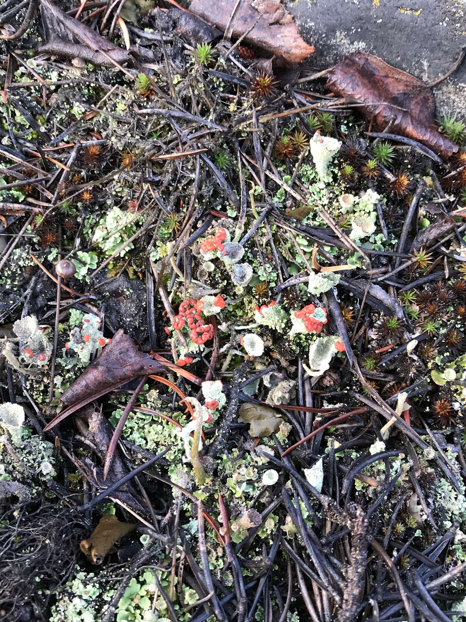 Imagem de Cladonia borealis S. Stenroos