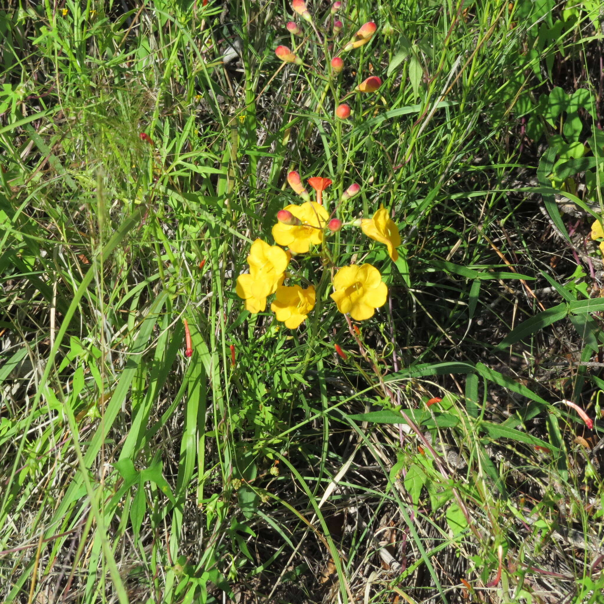 Image of Arizona desert foxglove