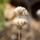 Image of Gypsophila pallasii S. S. Ikonnikov