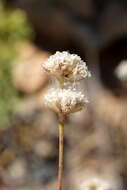 Image of Gypsophila pallasii S. S. Ikonnikov