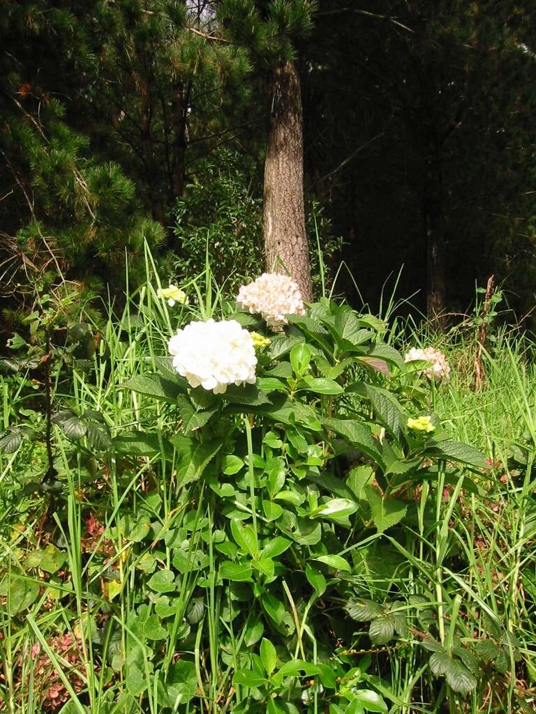 Image of Bigleaf Hydrangea