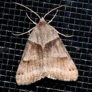 Image of Clover Looper, Range Grass-moth